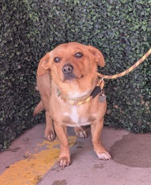 Curly, Adult Male Chihuahua