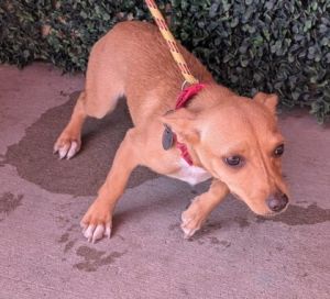58853739, Young Female Chihuahua