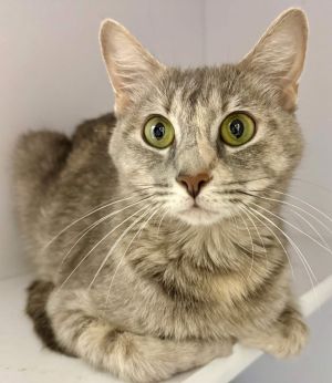 Frankie, Adult Female Domestic Short Hair