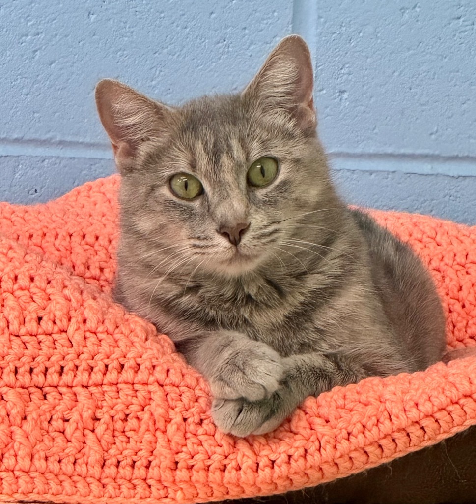 Frankie