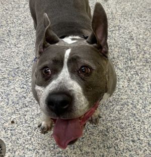 Lexi, Senior Female Pit Bull Terrier