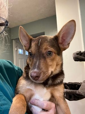 Nugget, Baby Female German Shepherd Dog