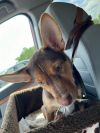 Nugget photo 2