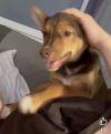 Nugget photo 5