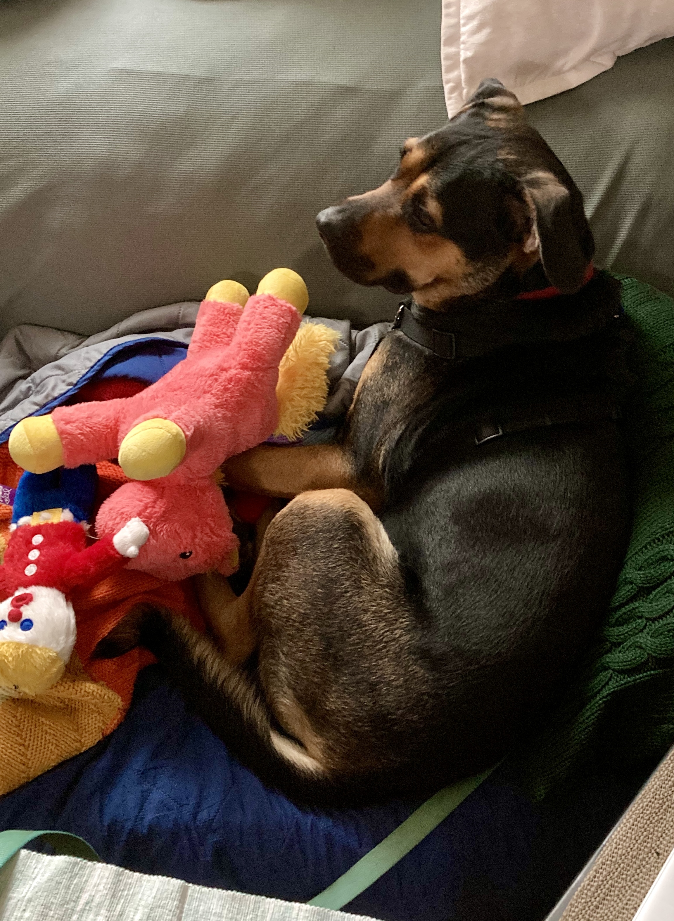 Eva, an adoptable Rottweiler in Lincoln, NE, 68506 | Photo Image 1
