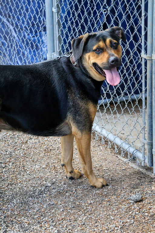 Eva, an adoptable Rottweiler in Lincoln, NE, 68506 | Photo Image 2