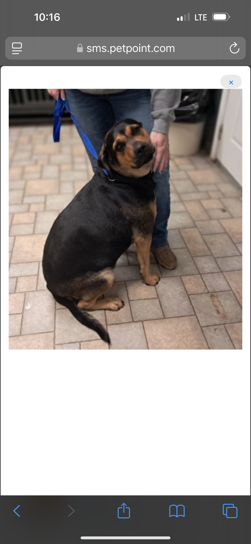 Eva, an adoptable Rottweiler in Lincoln, NE, 68506 | Photo Image 3