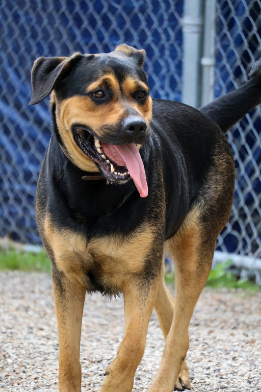 Eva, an adoptable Rottweiler in Lincoln, NE, 68506 | Photo Image 4