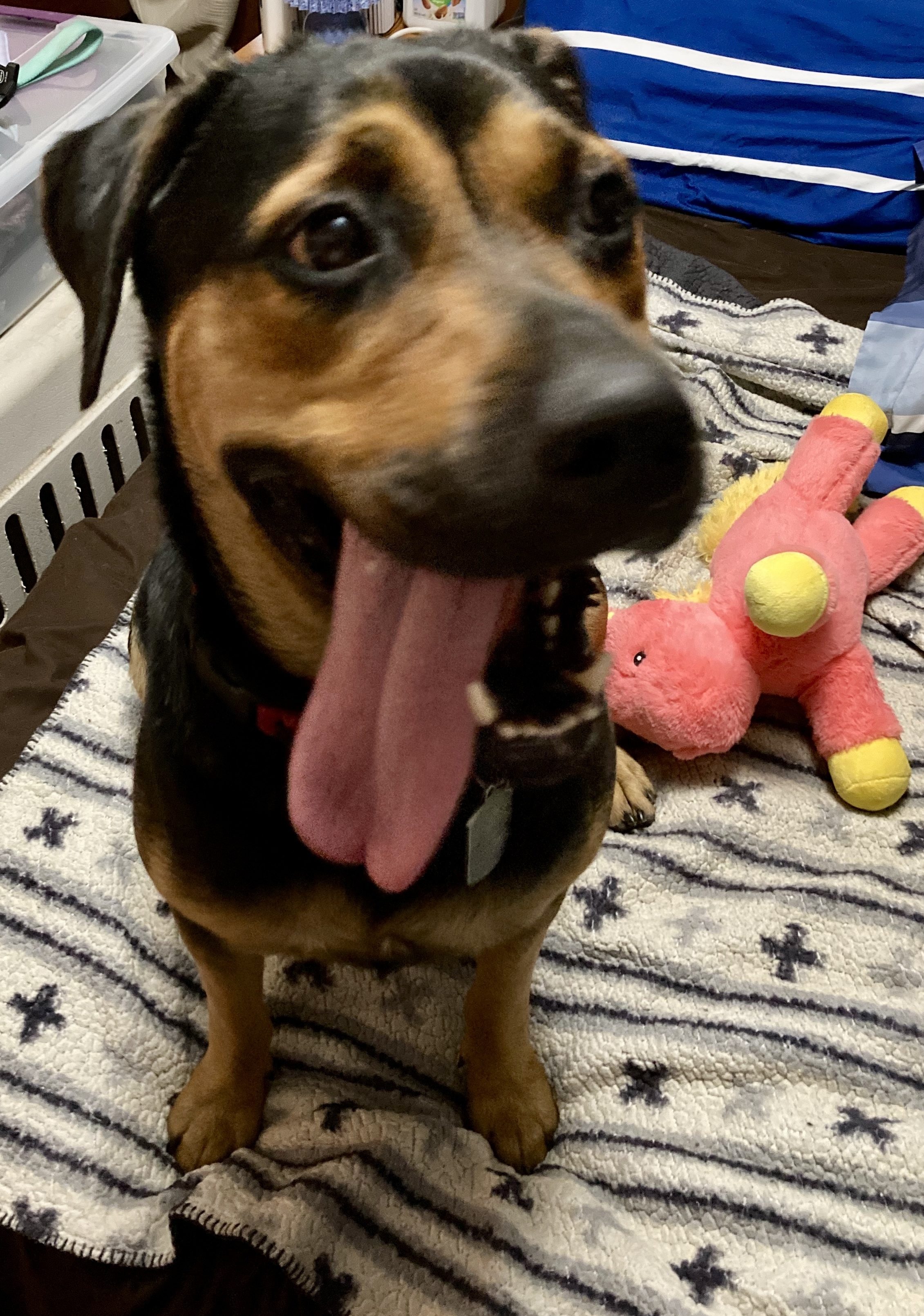 Eva, an adoptable Rottweiler in Lincoln, NE, 68506 | Photo Image 5