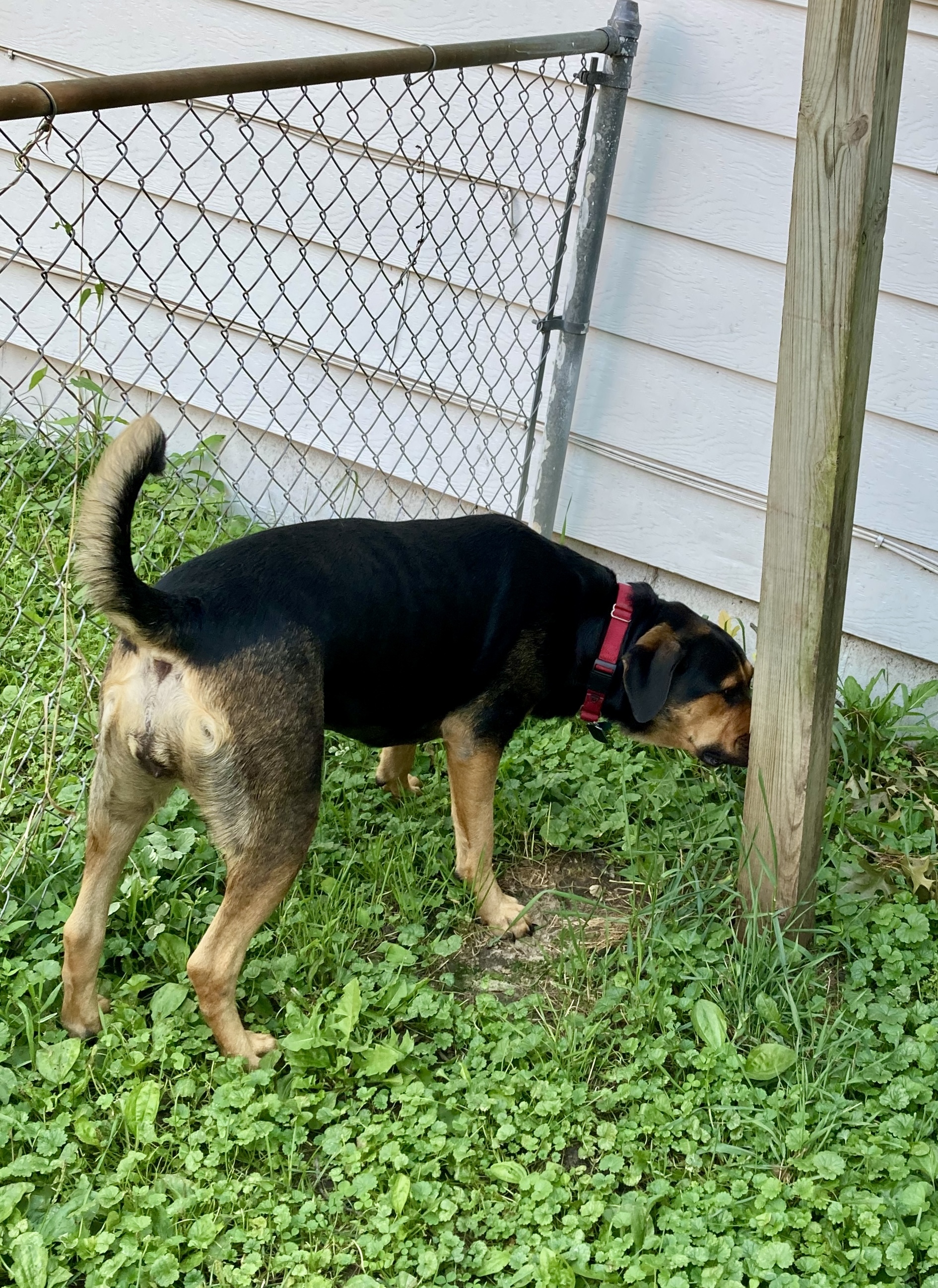 Eva, an adoptable Rottweiler in Lincoln, NE, 68506 | Photo Image 6