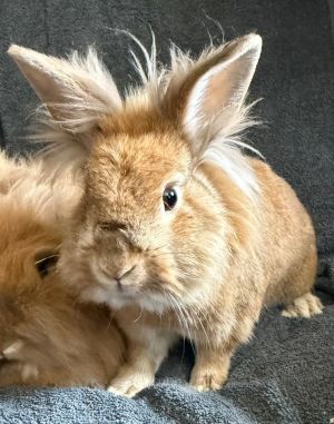 This adorable lionhead trio are super cute and ready for their furever home Bonded Huey Dewy and L