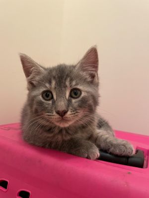 Warbler Domestic Short Hair Cat