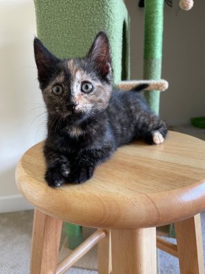 Wren Domestic Short Hair Cat