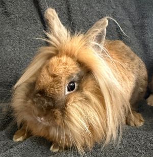 This adorable lionhead trio are super cute and ready for their furever home Bonded Huey Dewy and L