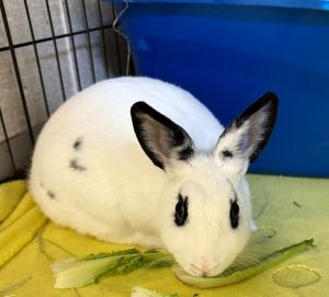 Bandit American Rabbit