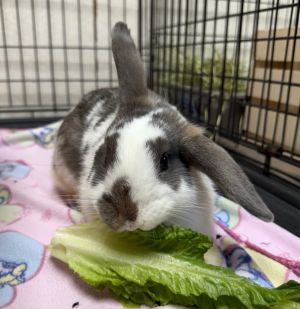 Patchwork American Rabbit