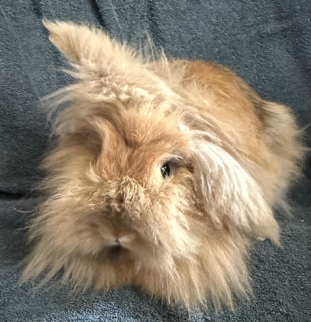 Huey