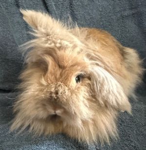 This adorable lionhead trio are super cute and ready for their furever home Bonded Huey Dewy and L