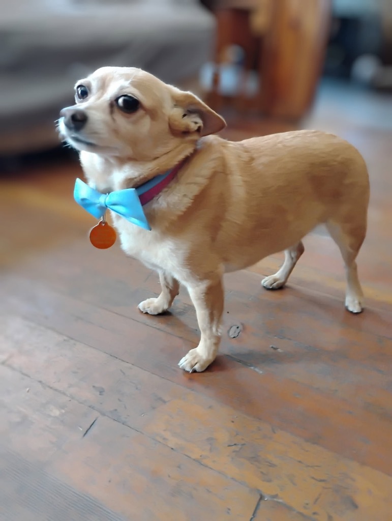 Senor Buster