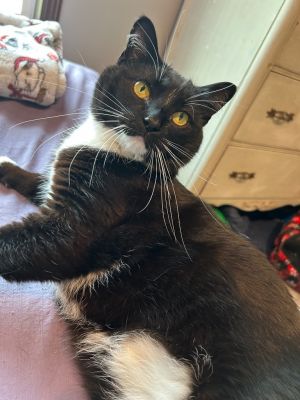 Maybelline, Adult Female Domestic Short Hair