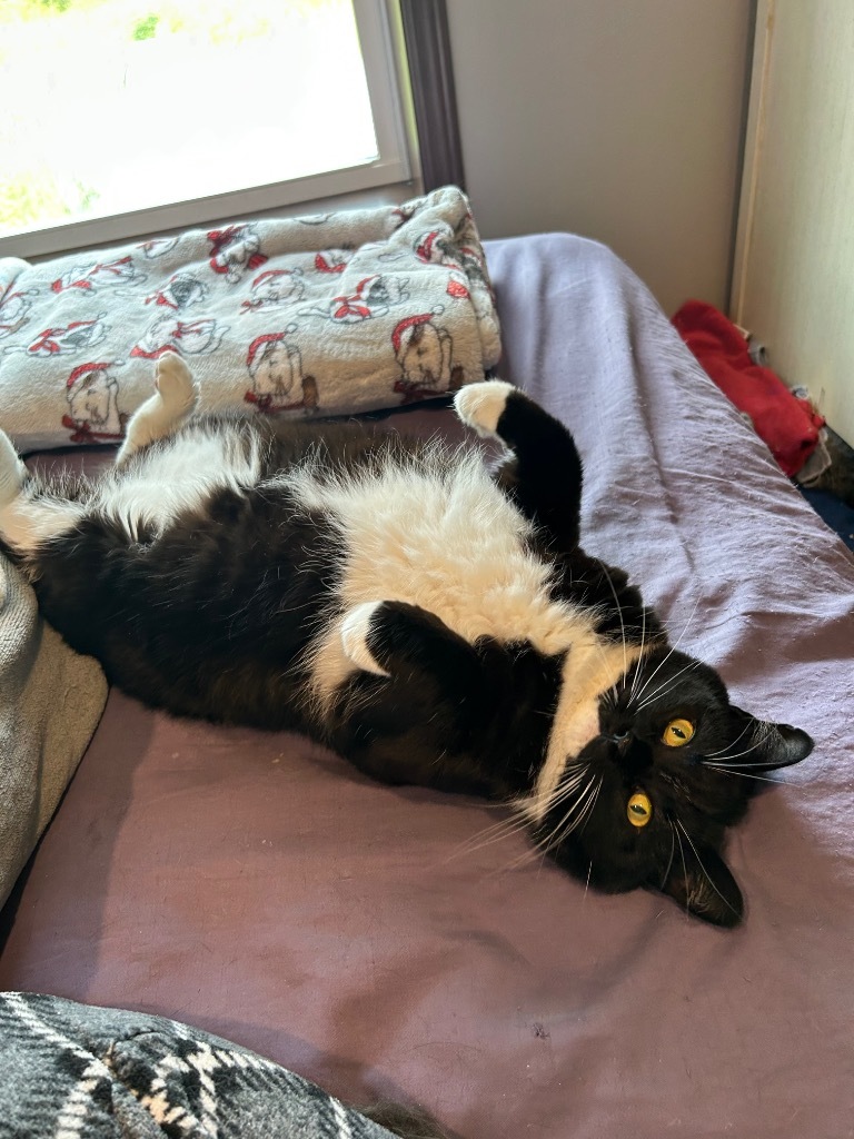 Maybelline, an adoptable Domestic Short Hair in Grand Rapids, MN, 55744 | Photo Image 2