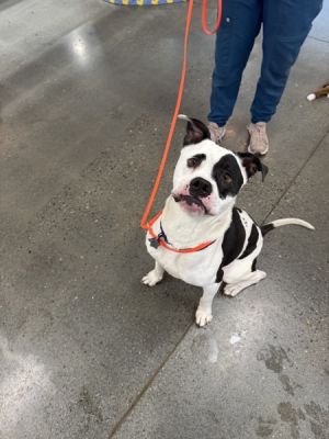 Cosmo, Senior Male Pit Bull Terrier