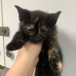 Demi, Baby Female Domestic Short Hair