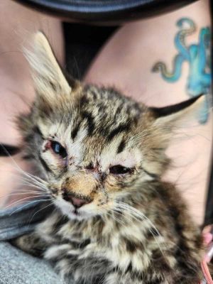 250478 Bus Garage Kitten 3, Baby Female Domestic Short Hair