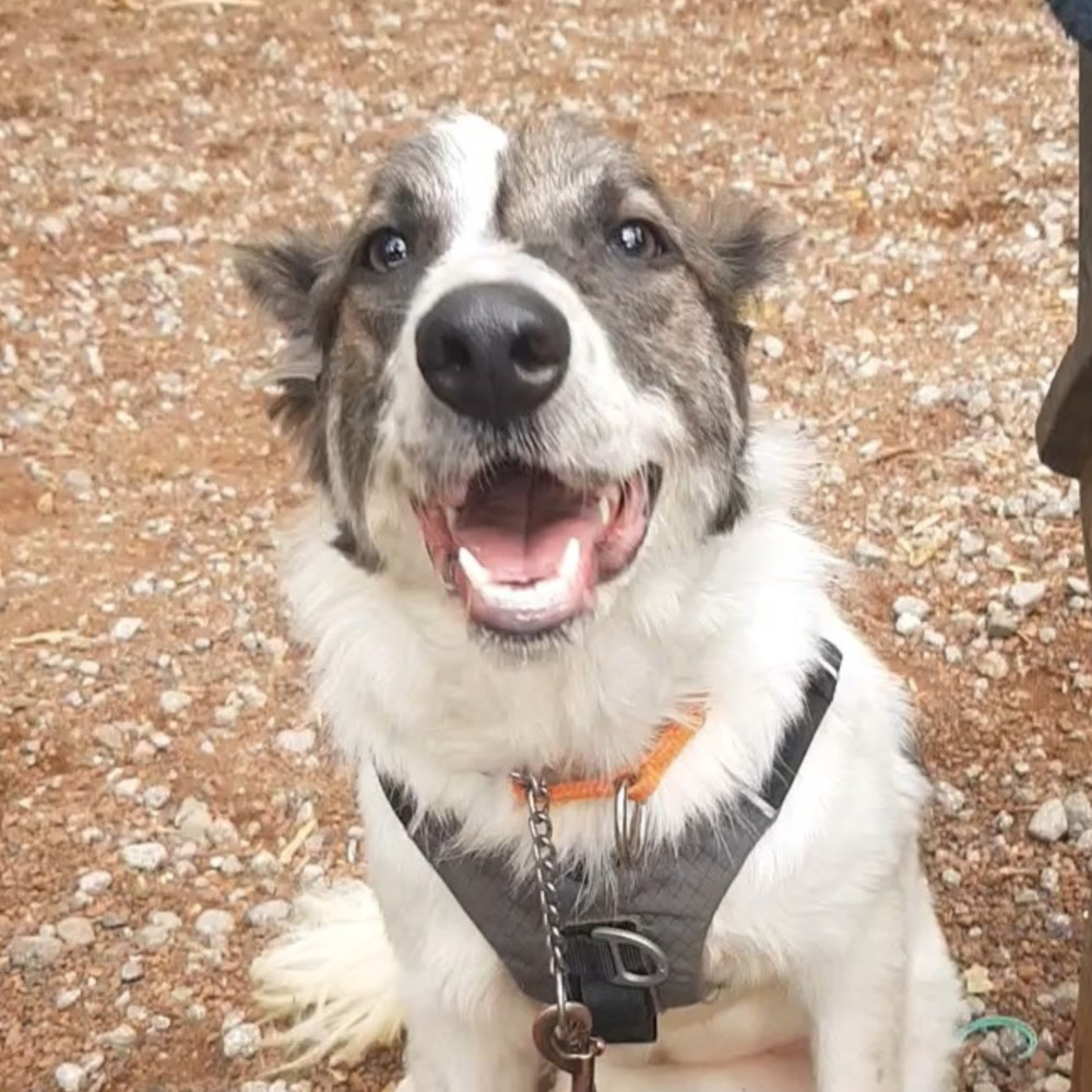 MISTICA, an adoptable Border Collie in Langley, BC, V2Y 3K1 | Photo Image 1