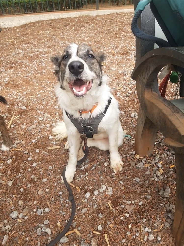 MISTICA, an adoptable Border Collie in Langley, BC, V2Y 3K1 | Photo Image 2