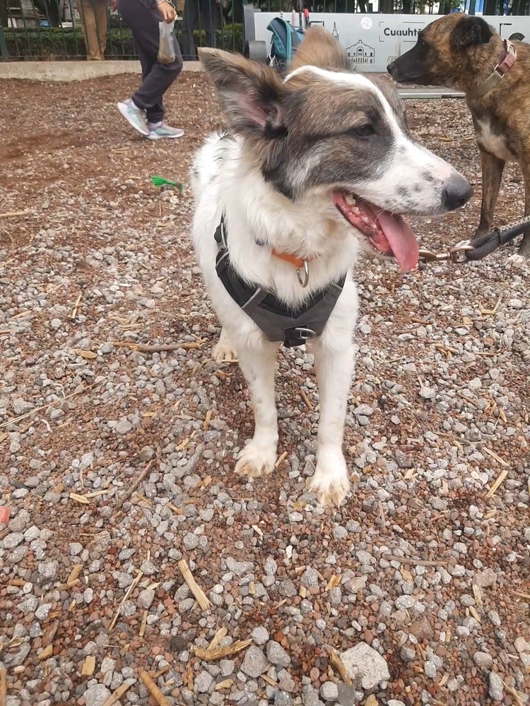 MISTICA, an adoptable Border Collie in Langley, BC, V2Y 3K1 | Photo Image 4