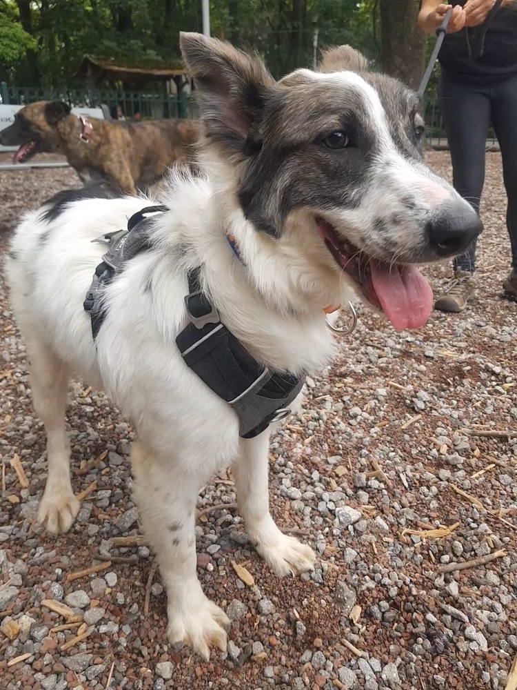 MISTICA, an adoptable Border Collie in Langley, BC, V2Y 3K1 | Photo Image 5
