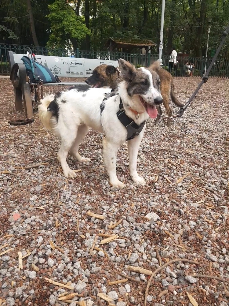 MISTICA, an adoptable Border Collie in Langley, BC, V2Y 3K1 | Photo Image 6
