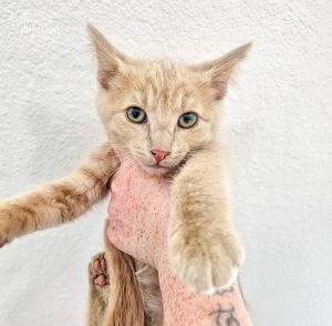 Dewey Domestic Short Hair Cat