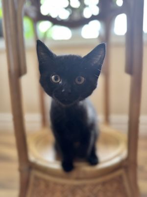 BJ Domestic Short Hair Cat