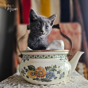 Chipotle Domestic Medium Hair Cat