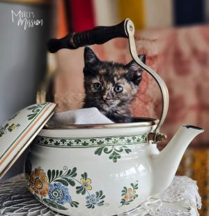 Ruth's Chris Domestic Short Hair Cat