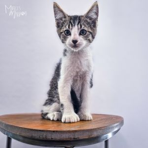 Louie Domestic Short Hair Cat