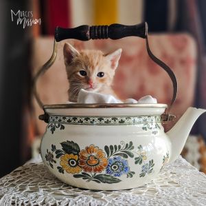 Red Lobster Domestic Short Hair Cat