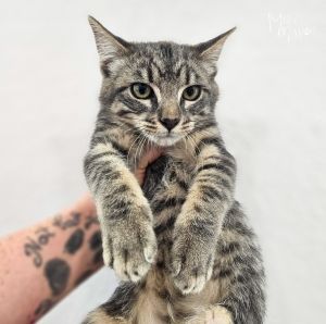 Welcome The Ducking litter They are an adorable and sweet group of kitties who came to Murcis Miss