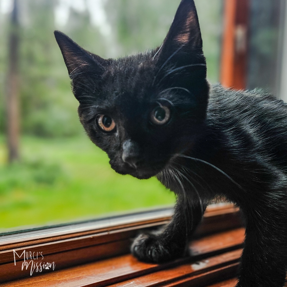 Blackjack, an adoptable Domestic Short Hair in Spokane , WA, 99209 | Photo Image 1