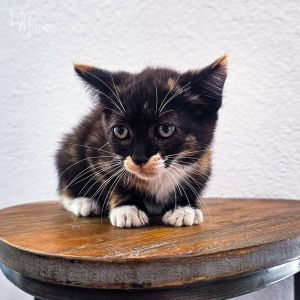 Welcome The Ducking litter They are an adorable and sweet group of kitties who came to Murcis Miss