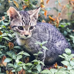 Cribbage, Baby Male Domestic Short Hair