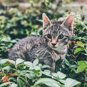 Welcome The cards litter They are an adorable and sweet group of kitties who came to Murcis Missio