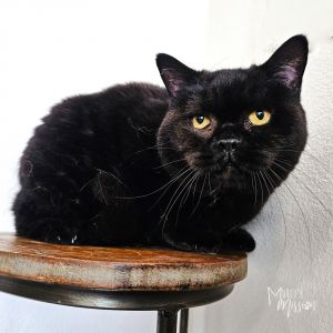 Welcome Izzy She is a beautiful solid black British Shorthair with an estimated birthdate of 0627