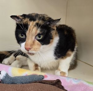 Hilda, Adult Female Domestic Short Hair