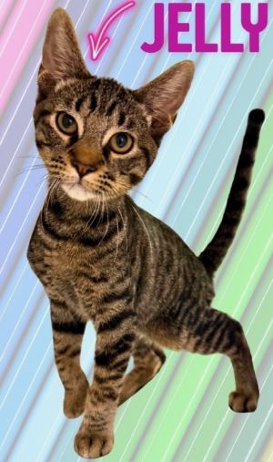 Jelly 2169, Baby Female Domestic Short Hair