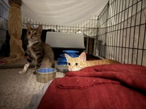 Pumpkin &amp; Spice, Baby Male Domestic Short Hair