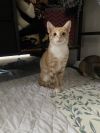 Pumpkin &amp; Spice photo 2