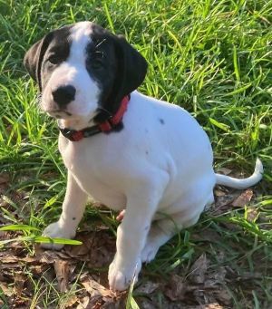 Walnut, Baby Male Labrador Retriever